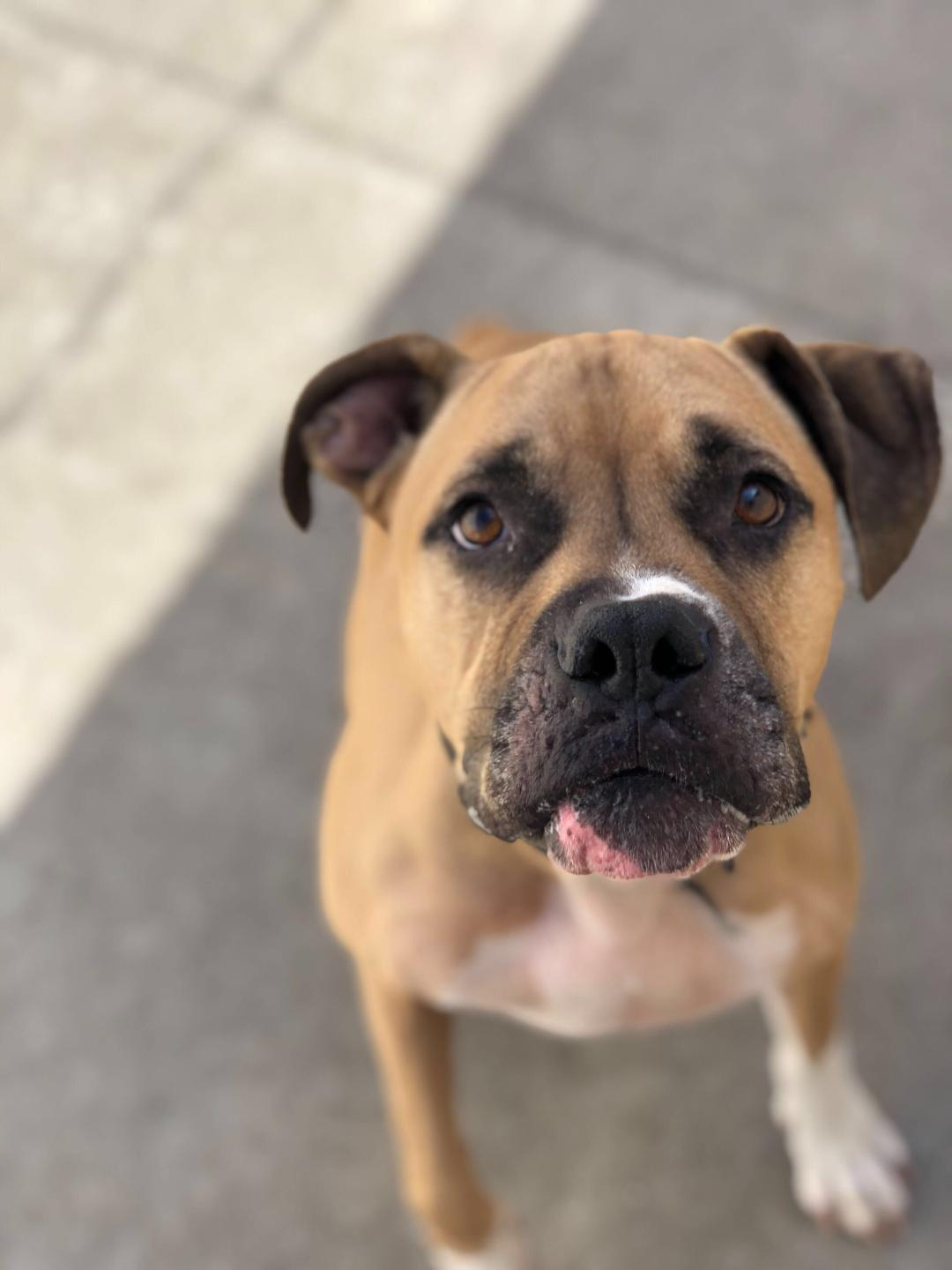 Bulldozer Rocket Dog Rescue Bulldozer Rocket Dog Rescue